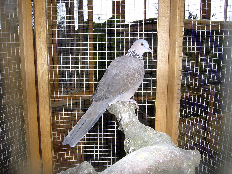 Kreisschau Coesfeld 2008 194.jpg - Perlhalstauben von Otto Wehrenbeck Preis sg 94